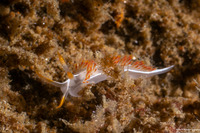 Coryphella trilineata (Three-Lined Aeolid)