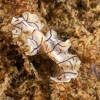 Eurylepta californica (Montgomery's Flatworm)