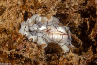 Eurylepta californica (Montgomery's Flatworm)