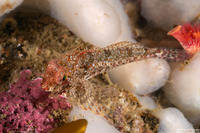 Orthonopias triacis (Snubnose Sculpin)