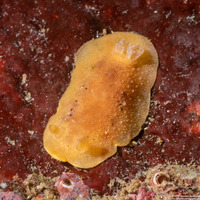 Geitodoris heathi (Heath's Dorid)