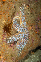 Pisaster giganteus (Giant Spined Star)
