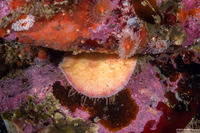 Placiphorella velata (Veiled Chiton)