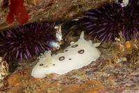 Diaulula sandiegensis (San Diego Dorid)