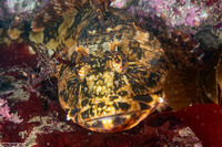 Scorpaenichthys marmoratus (Cabezon)