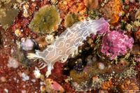 Tritonia festiva (Diamondback Tritonia)