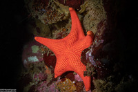Mediaster aequalis (Red Sea Star)