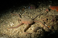 Ophioplocus esmarki (Smooth Brittle Star)