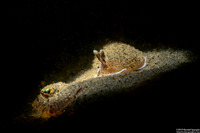 Citharichthys stigmaeus (Speckled Sanddab)