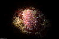 Tonicella lineata (Blue Lined Chiton)