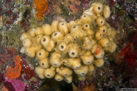 Neopetrosia problematica (Neopetrosia Problematica)