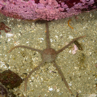 Ophioplocus esmarki (Smooth Brittle Star)