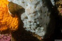 Trididemnum sp.1 (Trididemnum sp.1)