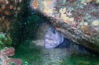 Anarrhichthys ocellatus (Wolf-Eel)