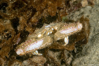 Latulambrus occidentalis (Sandflat Elbow Crab)