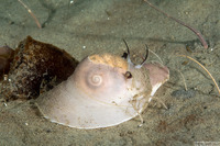 Neverita lewisii (Lewis's Moon Snail)