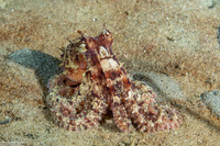 Octopus rubescens (Red Octopus)