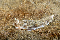 Armina californica (California Armina)