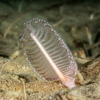 Virgularia sp.4 (Virgularia sp.4)