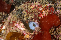 Kellia laperousii (Smooth Kelly Clam)