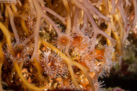 Corynactis californica (Club-Tipped Anemone)