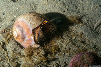 Paguristes ulreyi (Furry Hermit Crab)