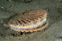 Patinopecten caurinus (Giant Pacific Scallop)