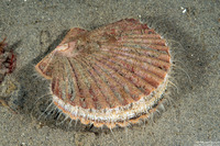 Patinopecten caurinus (Giant Pacific Scallop)