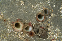 Panopea generosa (Geoduck Clam)