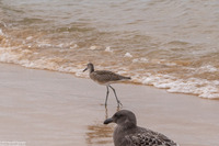 Tringa semipalmata (Willet)