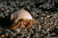 Paguristes ulreyi (Furry Hermit Crab)