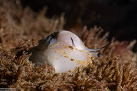 Neverita lewisii (Lewis's Moon Snail)