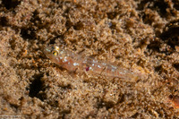 Rhinogobiops nicholsii (Blackeye Goby)