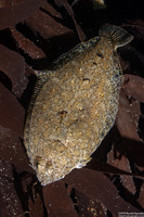 Citharichthys stigmaeus (Speckled Sanddab)