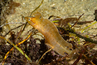 Gibbonsia montereyensis (Crevice Kelpfish)