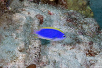 Chrysiptera flavipinnis (Yellowfin Damsel)