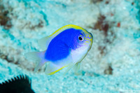 Chrysiptera flavipinnis (Yellowfin Damsel)