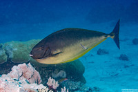 Naso hexacanthus (Sleek Unicornfish)