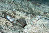Amblyeleotris steinitzi (Steinitz' Shrimpgoby)