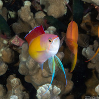 Pseudanthias dispar (Redfin Anthias)