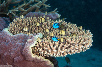 Paracanthurus hepatus (Palette Surgeonfish)