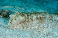 Thelenota anax (Amberfish Sea Cucumber)