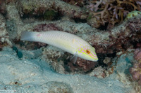 Halichoeres trimaculatus (Threespot Wrasse)