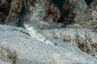 Synodus dermatogenys (Clearfin Lizardfish)