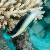 Anampses neoguinaicus (New Guinea Wrasse)