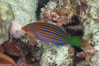 Pseudocheilinus hexataenia (Sixstripe Wrasse)