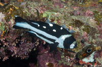 Macolor niger (Black Snapper)