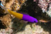 Pictichromis paccagnellorum (Royal Dottyback)