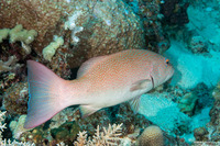 Plectropomus leopardus (Leopard Coral Grouper)