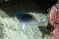 Chrysiptera rollandi (Rolland's Damsel)